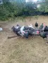 Свободни пуйки и пуяци, снимка 3