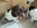 продаваме кученце джак ръсел 0709251739, снимка 1