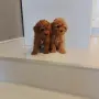 Мини Пуделчета*, снимка 4