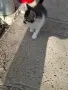 Подарявам малки котета на два месеца. Перник кв Тева., снимка 3
