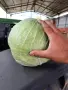 Зеле сорт Марлу, снимка 4