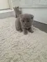 Клепоухи шотландки, снимка 13