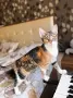 Подарявам котенце , снимка 8