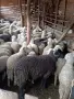 звиски шилета за продан , снимка 2