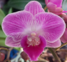 Орхидея фаленопсис мултифлора, снимка 1