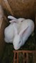 Зайци за разплод , снимка 6