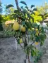 Продавам къща в село Бръшляница , снимка 14