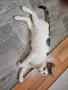 Братче и сестриче търсят любящ дом!, снимка 7