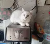 Сребърно британче момче , снимка 2