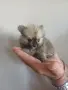 померан мини шпиц мъжко, снимка 4