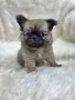 Чихуахуа момиченце, снимка 9