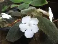 Бяла еписция, episcia Panama white, снимка 1