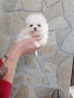 Померан Померанчета, снимка 2