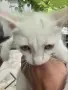 Котета търсят дом, снимка 7