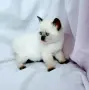 Шотландски със сини очи. , снимка 7