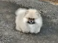Померан момченце, снимка 1