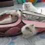 котета Регдол на 2,5месеца, снимка 2