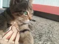 Търси своя нов дом, снимка 1