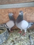 Продавам спортни гълъби , снимка 8