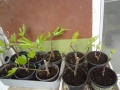 Смокини - 2 сорта - Блек Мишън и Брънсуик, снимка 10