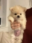 Померан, снимка 3