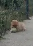 Предлага померани , снимка 12