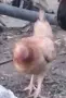 Сарама Малайзиатска мини кокошки , снимка 1