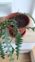Epiphyllum anguliger кактус зигзаг, снимка 5