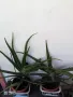ЖЪЛТА КЛИВИЯ, АЛОЕ ARBORESCENS И АЛОЕ BARBADENSIS., снимка 9