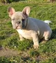 Френски фулдог, снимка 2