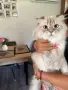 Британски и шотландски клепоухи дългокосмести, снимка 8