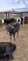 Продавам 2 бр. Телета, снимка 2