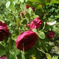 Резници червена сортова роза, снимка 3 - Градински цветя и растения - 29160968