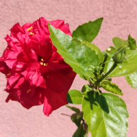 Хибискус роза, Китайска роза , снимка 1 - Градински цветя и растения - 44914225