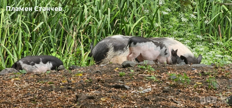 виетнамски прасета прасенца, снимка 1