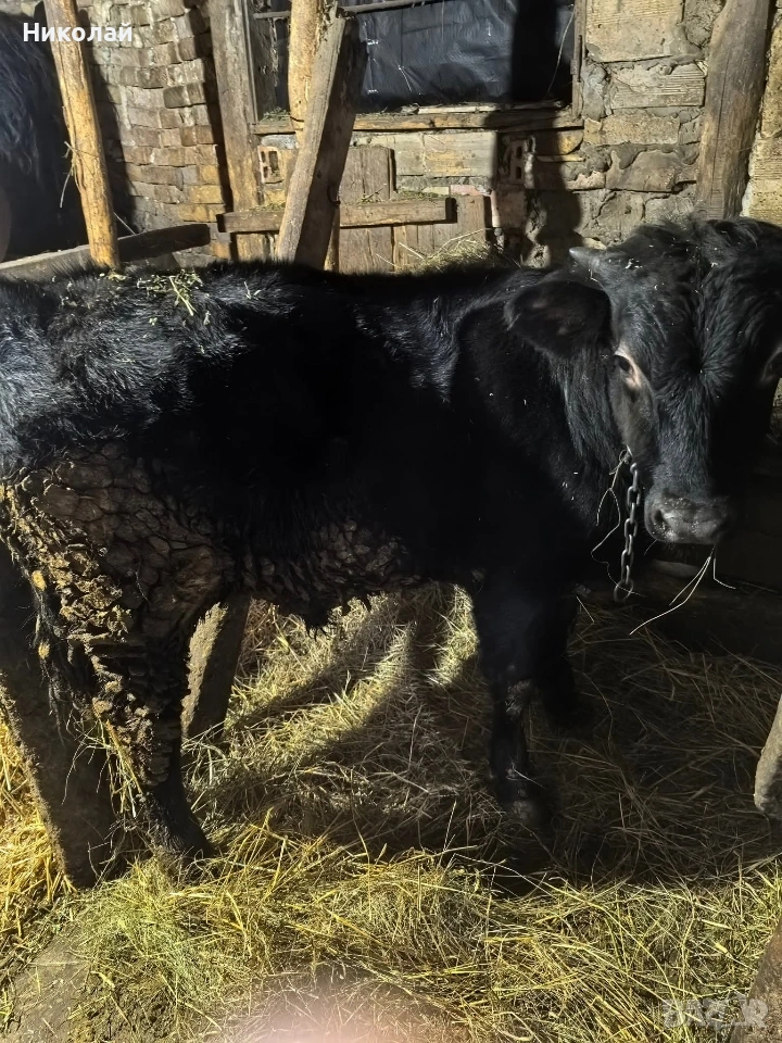 мъжко теле , снимка 1