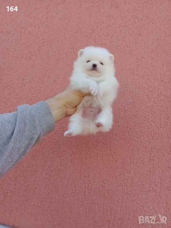 Чисто бяло мини момченце. Померан., снимка 1