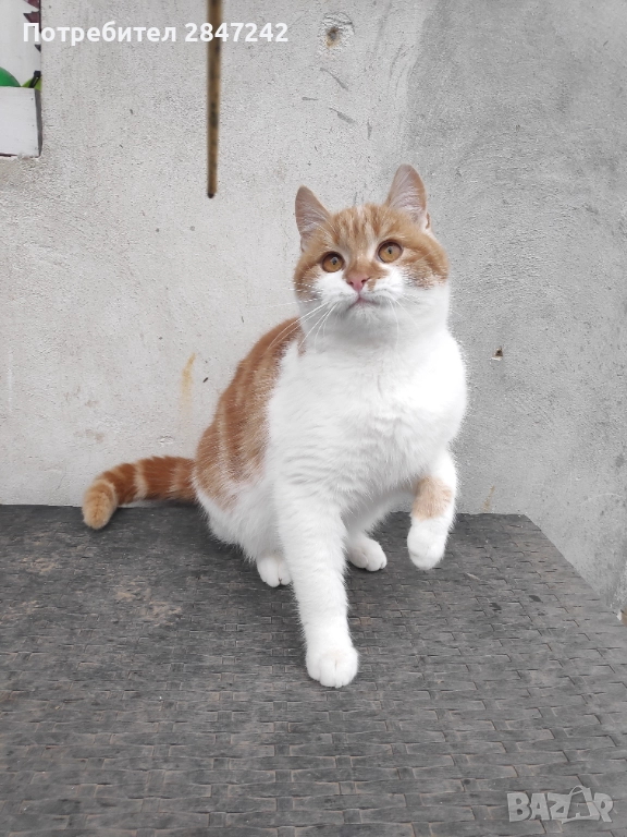 Домашни котенца , снимка 1