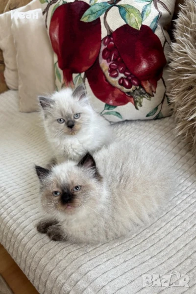 Ragdol-Рагдол малки котенца, снимка 1