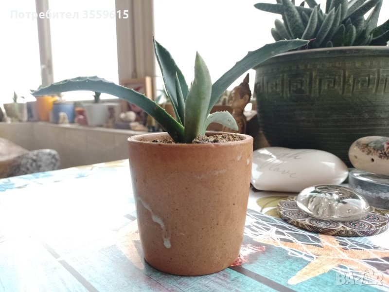 керамична саксийка със субтропично цвете от Португалия, снимка 1