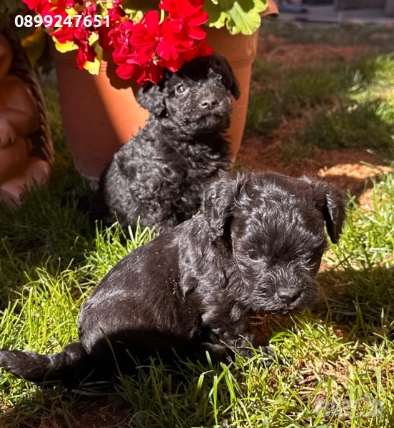 Пудел той, снимка 1