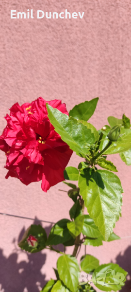 Хибискус роза, Китайска роза , снимка 1