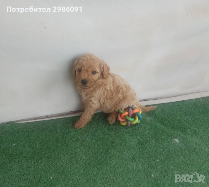 той пудел бебета , снимка 1