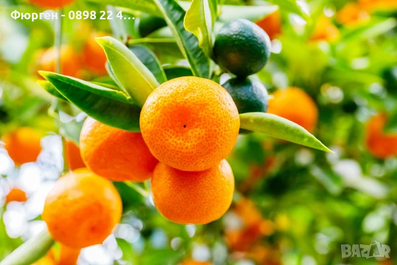 КАЛАМОНДИН - МИНИ ПОРТОКАЛ , снимка 1