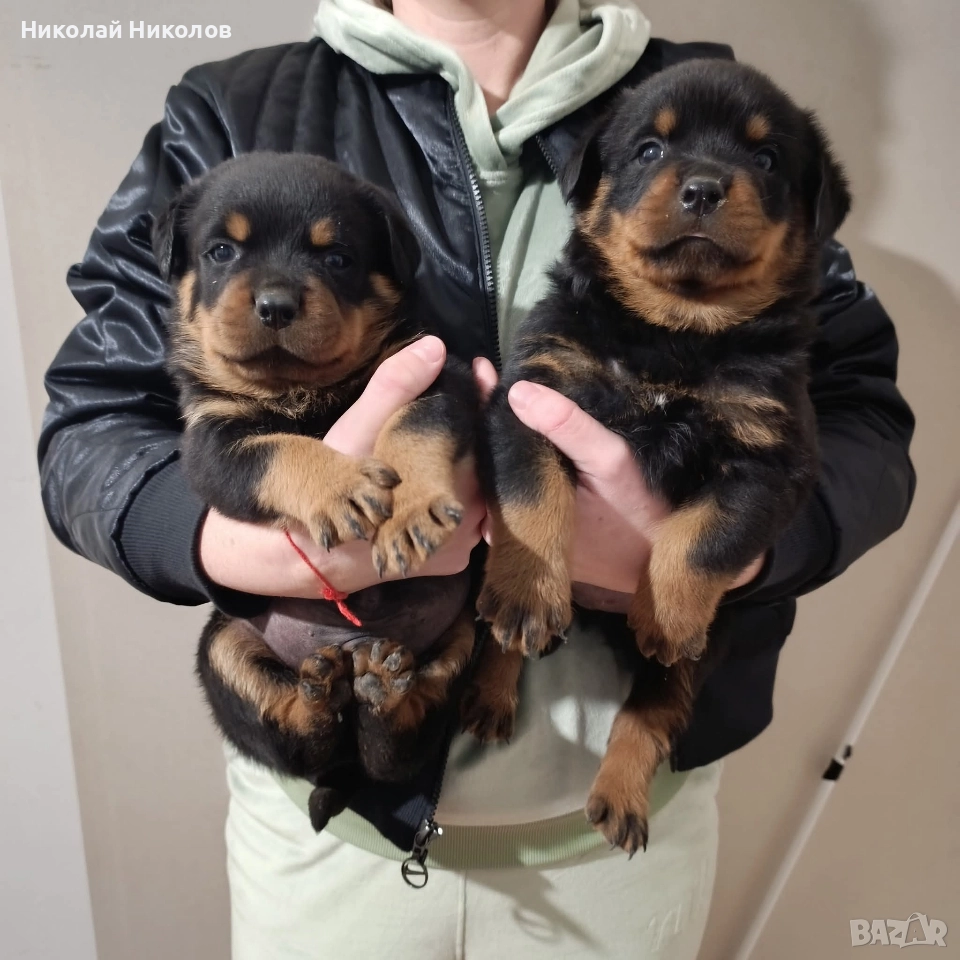 Ротвайлер , снимка 1