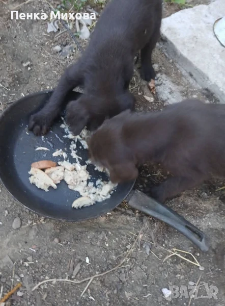 Дратхаари , снимка 1