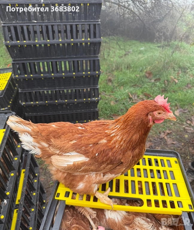 Ломан Браун кокошки носачки, снимка 1