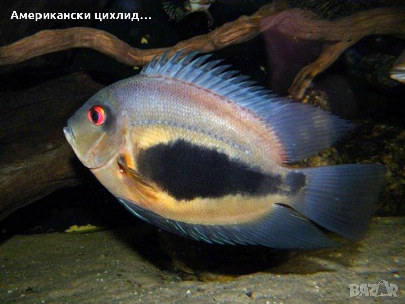 Уару, снимка 1