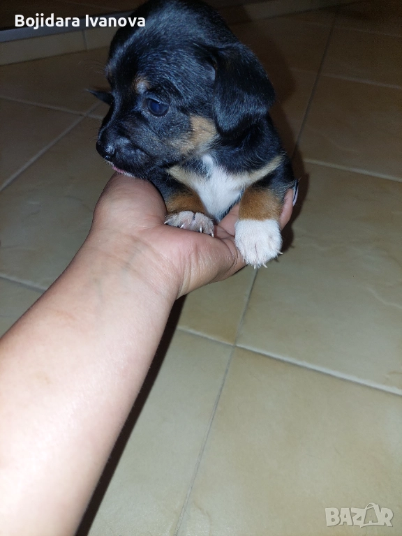 Продават се , снимка 1