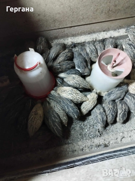 пъдпъдъци на 20 дни, снимка 1